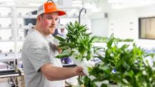 Brock Stringfield carefully tends to the spinach in the hydroponics lab, ensuring it’s ready for harvest after weeks of growth.