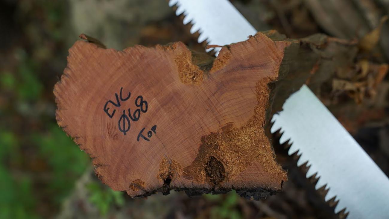 Students taking tree core sample