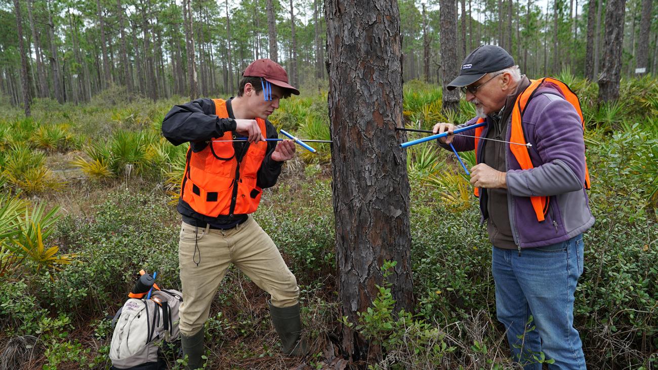 Student collecting tree core sample