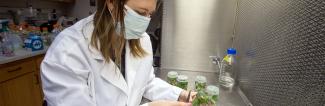 Student working in soils lab