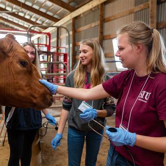 Pre-Veterinary Medicine | UW-Platteville