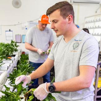 UW-Platteville student harvest spinach in hydroponics lab